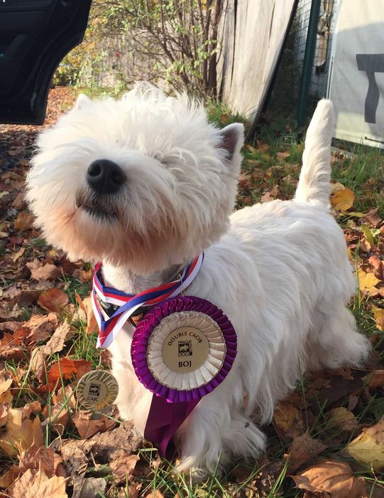 West Highland White Terrier szczenięta - piesek (hodowla ZKwP)