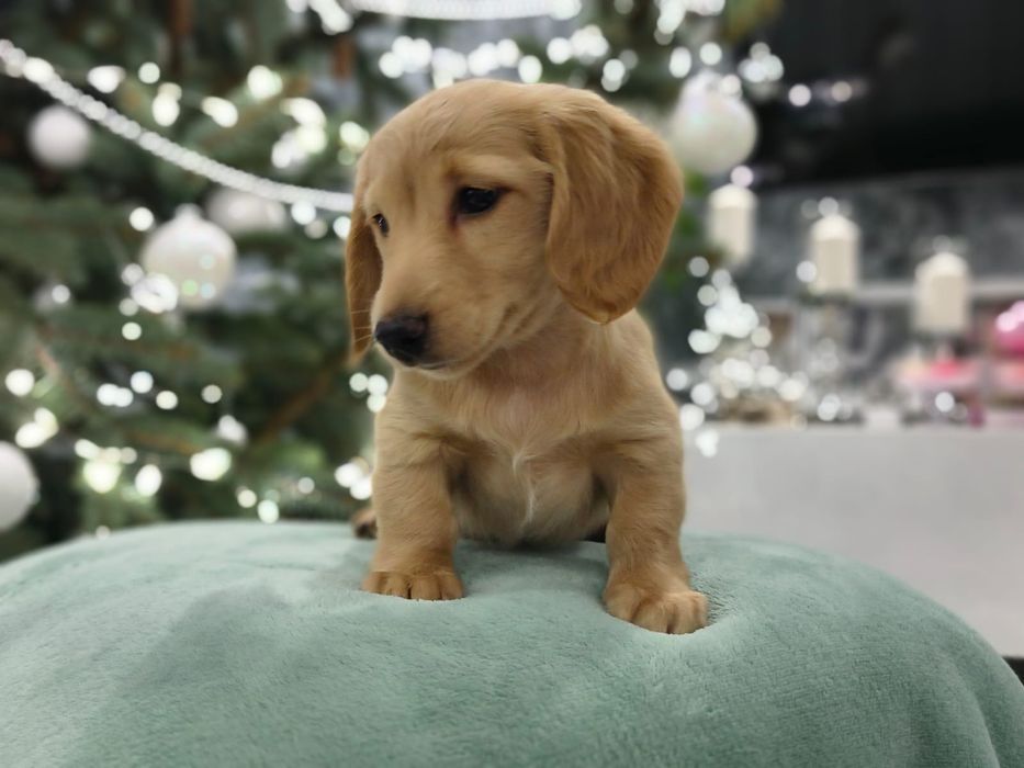 Jamnik miniaturowy długowłosy Kremowy