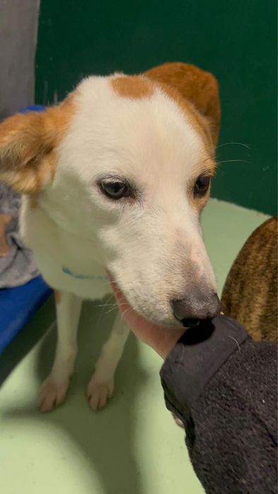 COOKIE - cachorro para adoção responsavel