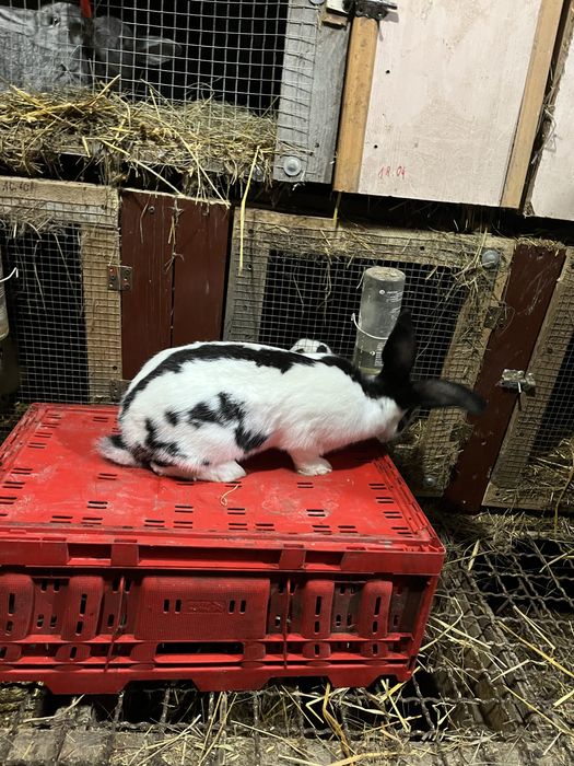 Krolik sameic srokacz niemiecki