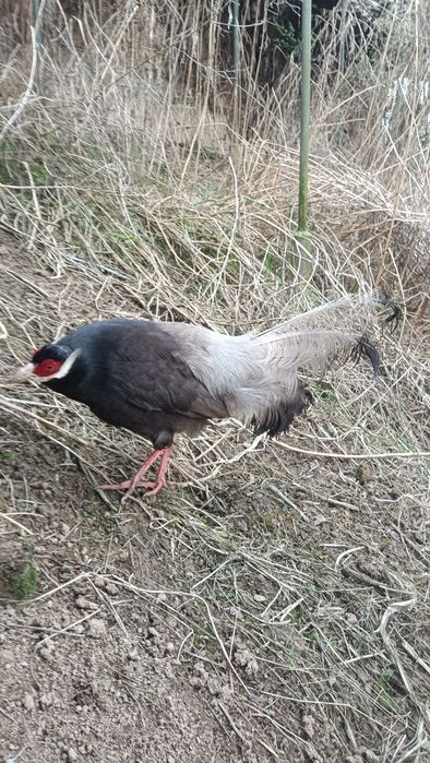 Uszak brunatny samica