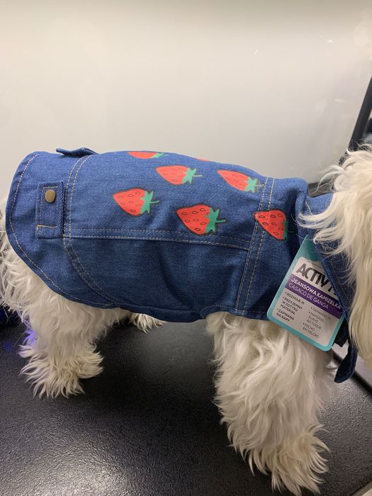 Kamizelka jeansowa jeans w truskawki dla psa Maltańczyk Nowa