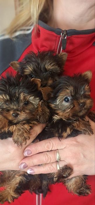 Продам собаки йоркширськие терьеры мініки.