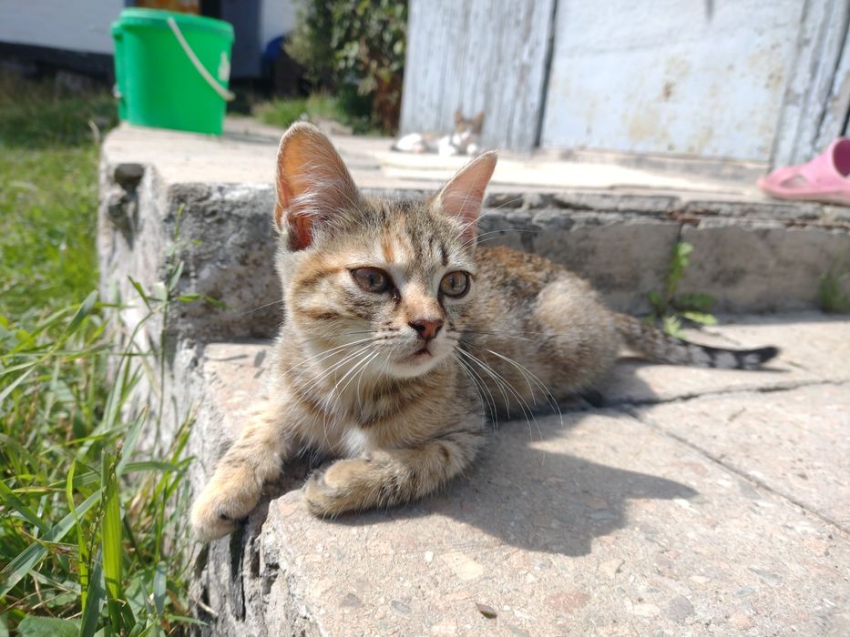 Кошенята в добрі руки