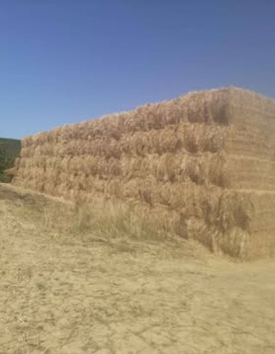 Vendo feno espontâneo