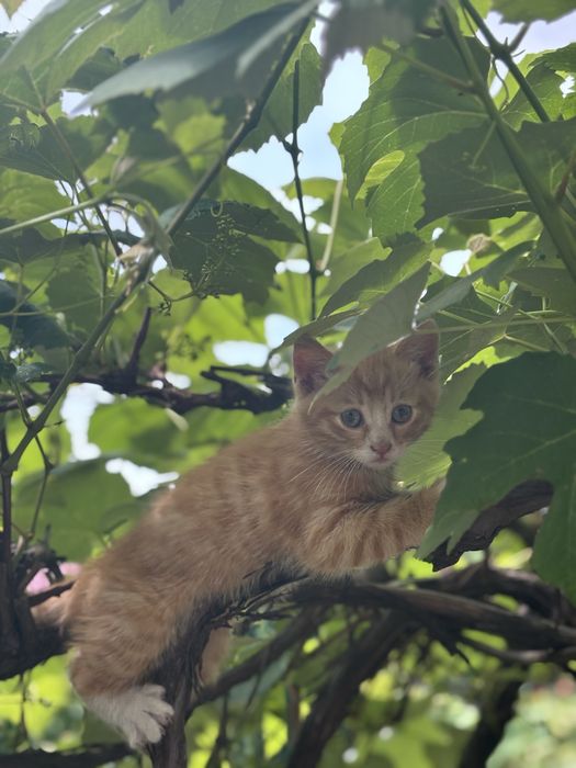 Віддам кошенят у добрі руки