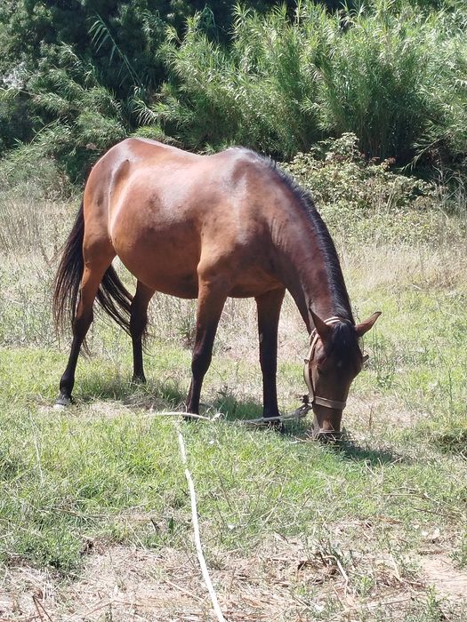 Égua castanha castanha para venda com  seis anos