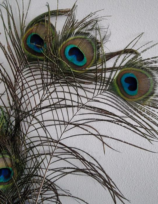 Pióro Pawie długie