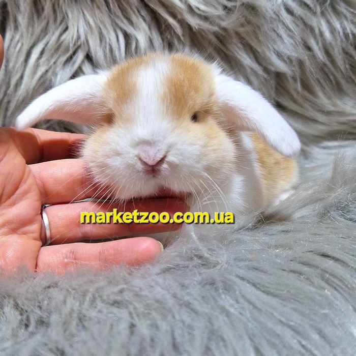 Карликові міні кролики Карликовые мини лоп вислоухий баран
Окра