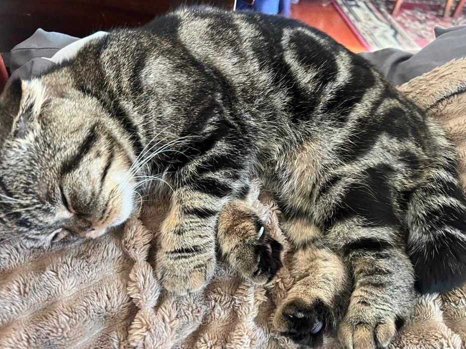 Кот ищет подружку