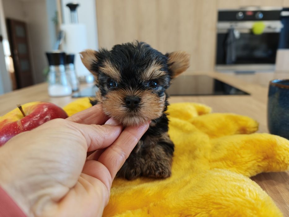 York Yorkshire terrier