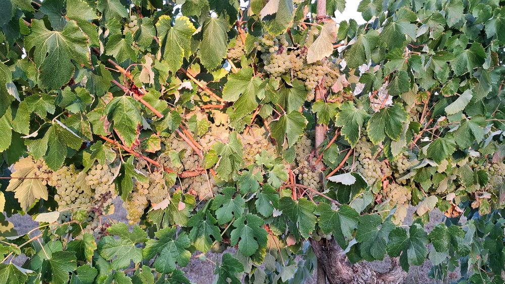Uvas-Região do Dão