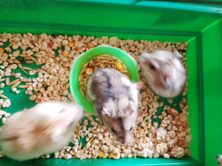 Джунгарский хомяк