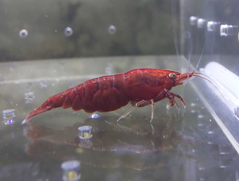 Krewetki Neocaridina Bloody Mary