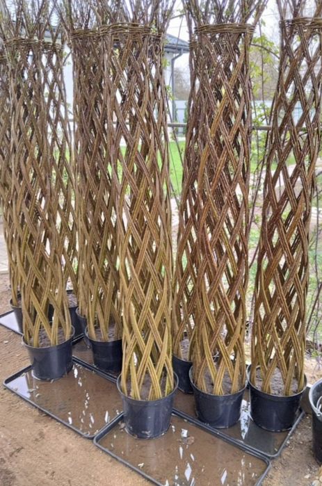 Енергетична верба живці лоза для живопдоту ива