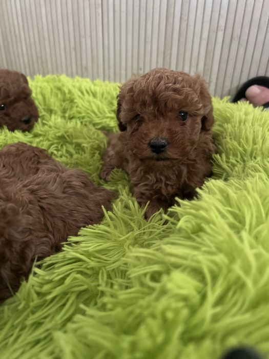 Pudel Toy śliczny piesek do rezerwacji