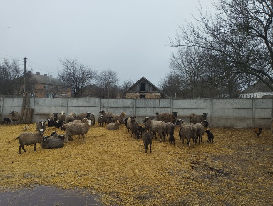 Продам баранів..