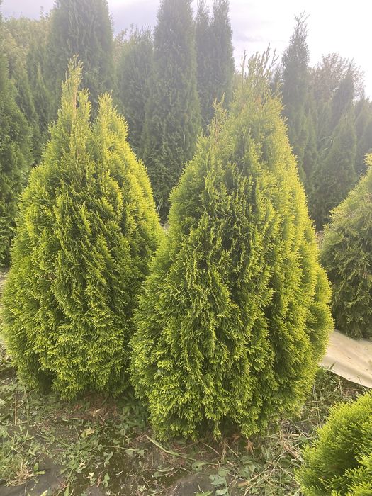 Туя смарагд голд