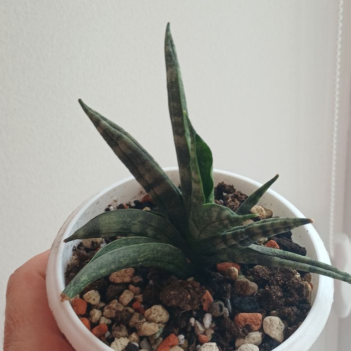 Sansevieria .Сансевієрія Bonselensis ,,Inti"