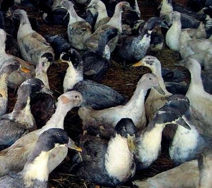 Качині яйця для інкубації опт та роздріб