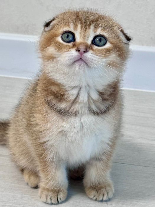 Кошеня. Дівчинка.Готує до продажу!