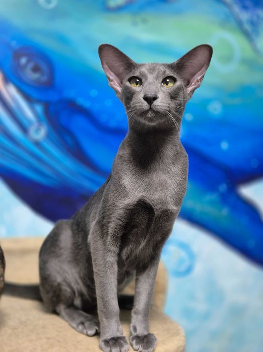 Орієнтальна дівчинка