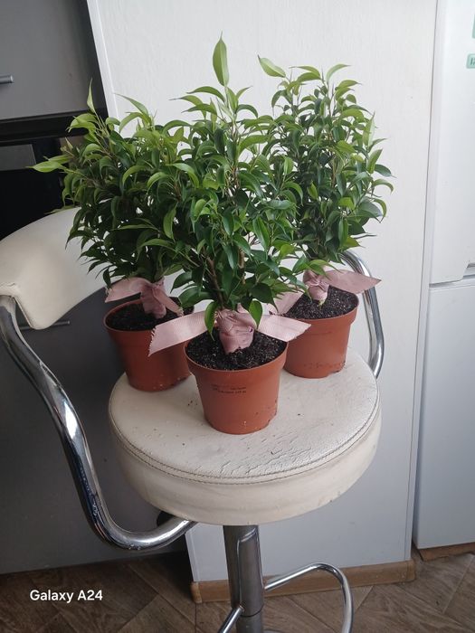 Цикламен  цибуля,фікус,аспарагус,афеландра,манкі