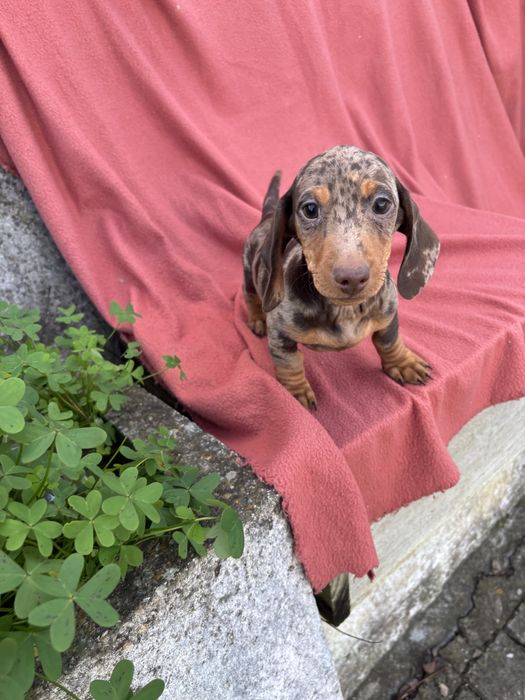 Teckel macho miniatura