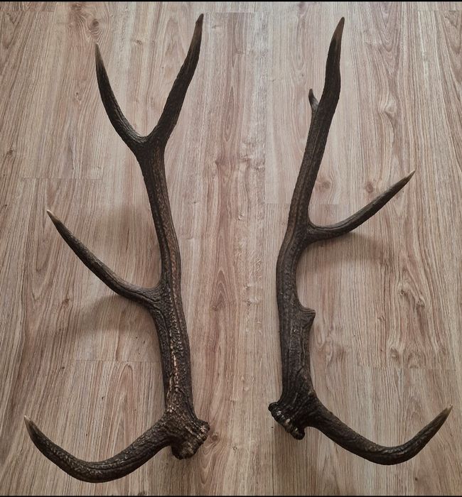 Piękna para zrzutów od jelenia