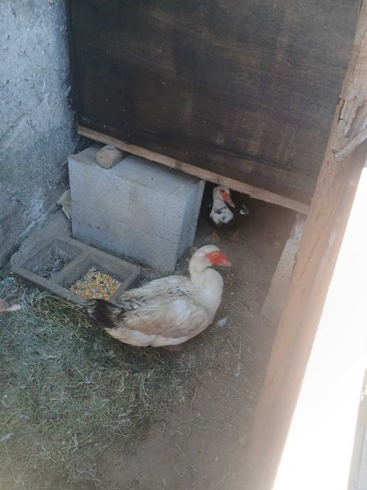 Patos Mudos raça grande