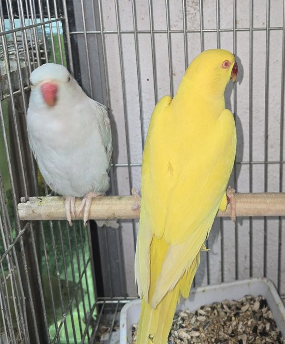 Ring Neck  de grande porte