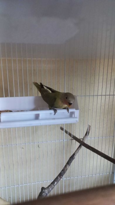 Agarponis não domesticados