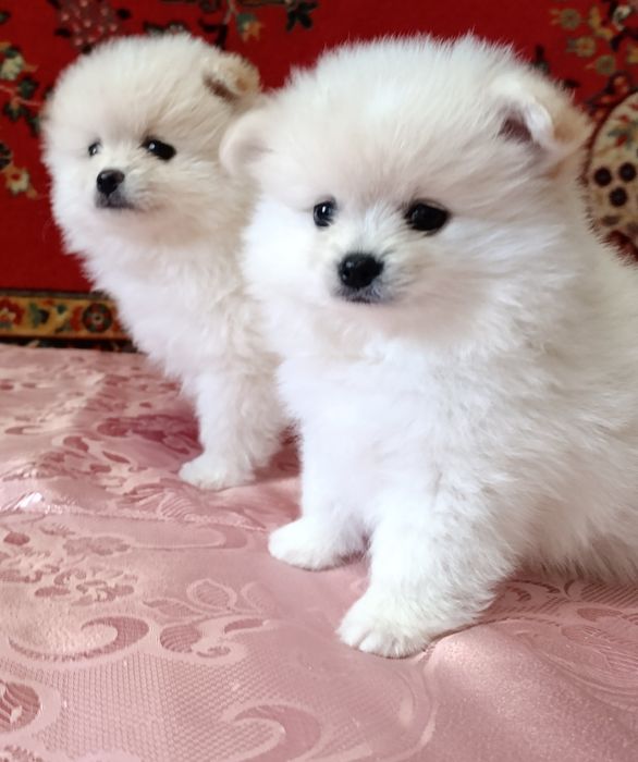 Цуценята померанський шпіц