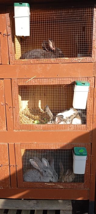 Klatki króliki hodowla