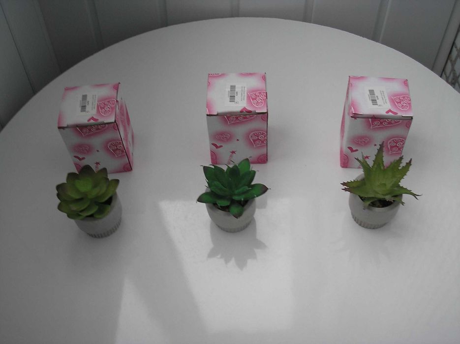 Декоративные кактусы