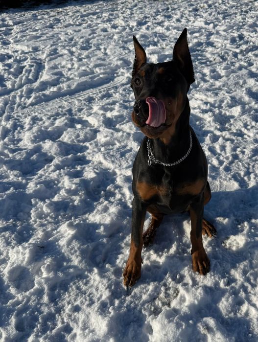 Doberman szczeniak