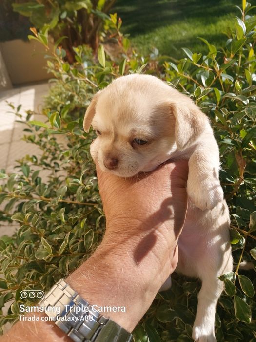 Lindo chihuahua machinho