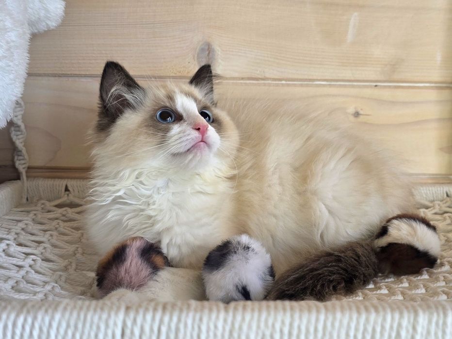 Kochany Kociak Ragdoll