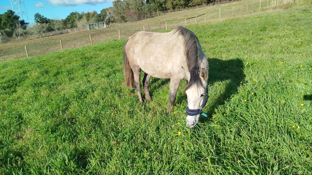 Égua PSL 5 anos prenha
