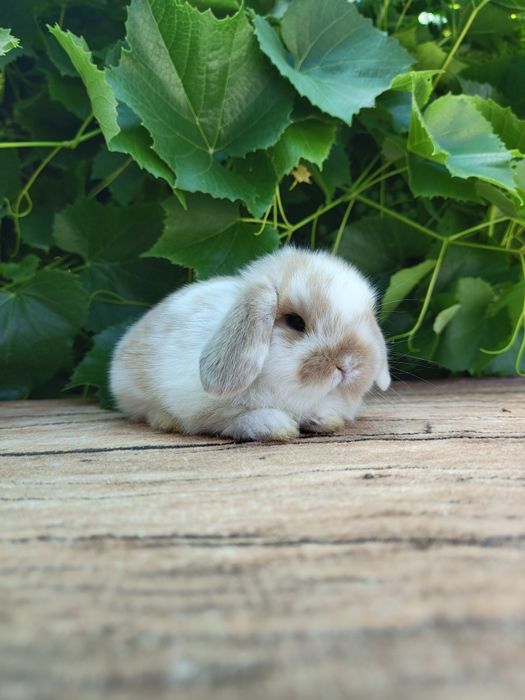 Piękne króliczki Mini Lop i Karzełek Teddy. Wolne maluszki.