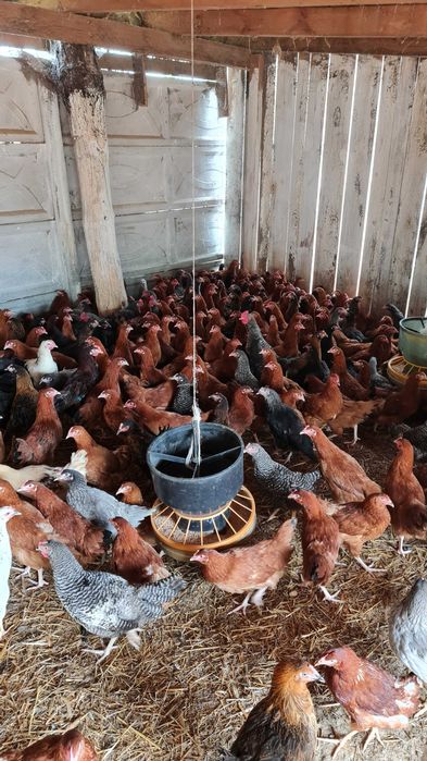 KURY NIOSKI MŁODE Rosa1 z jajkiem prosto od  Hodowcy Drobiu.HURT-DETAL