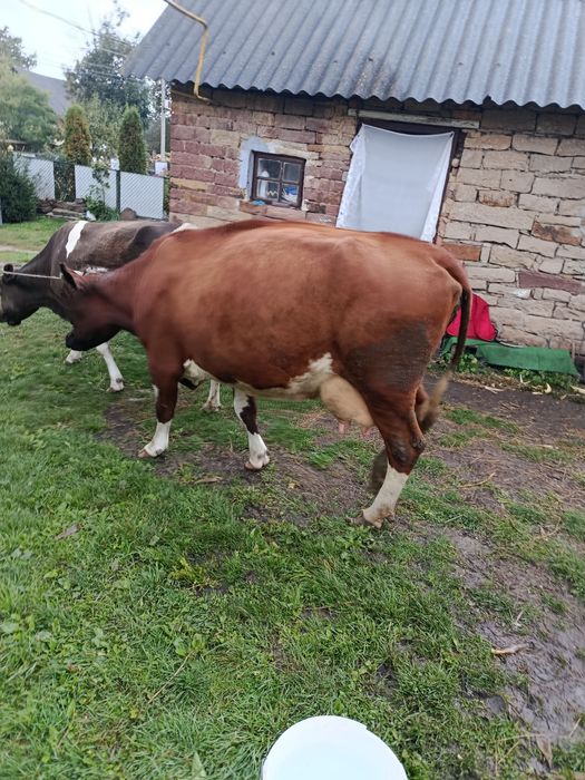Продається тільна корова)