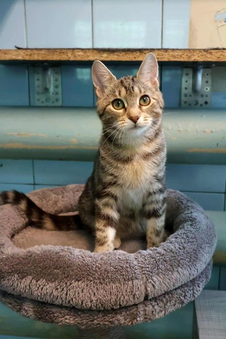 Marysia, cudowna kotka szuka domu. Kot, adopcja