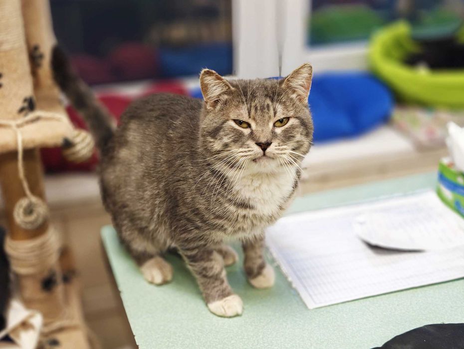 Котик, кіт, ніжний красень Шайн (2 роки) – дуже хоче додому!!!