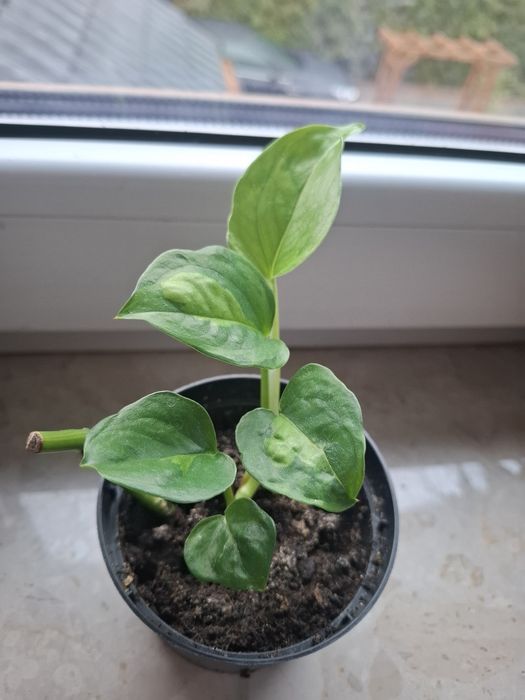 Scindapsus global green
