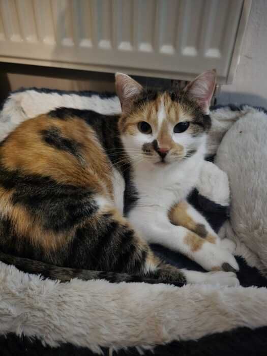 Fala i Charlotte - kotki, koty do adopcji