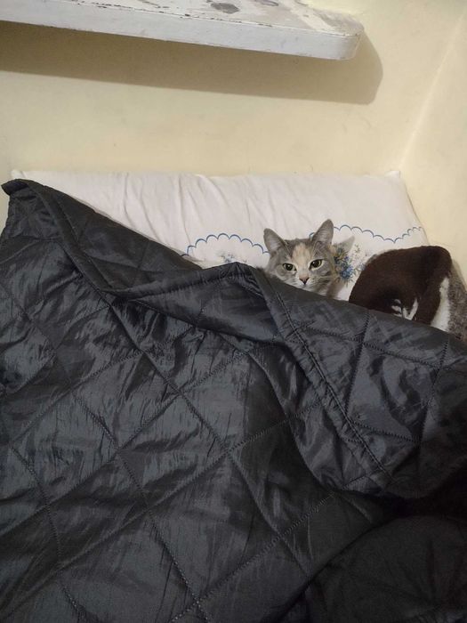 4 letnia jasnoszara koteczka