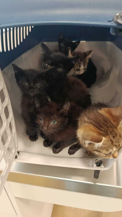 Gatos para adoção