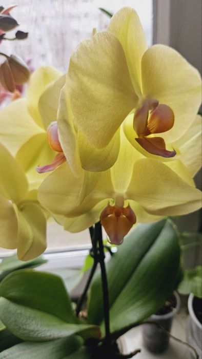 Чарівна орхідея, мультифлора, 2 стволи