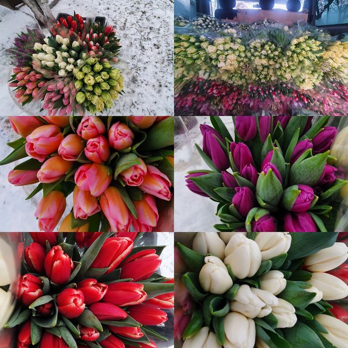 Тюльпан опт Украина